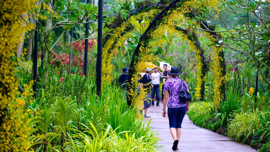 Jardín nacional de la orquídea mostrando un jardín y también una mujer