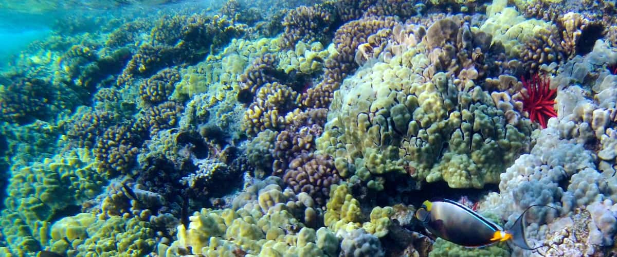 Molokini featuring coral and marine life