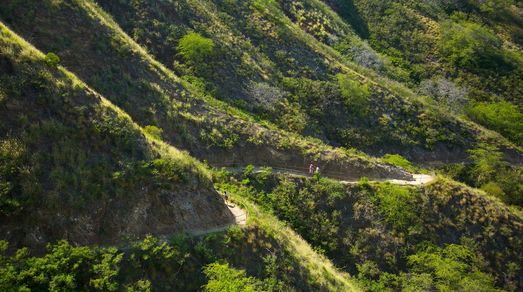 Diamond Head showing landscape views and forest scenes