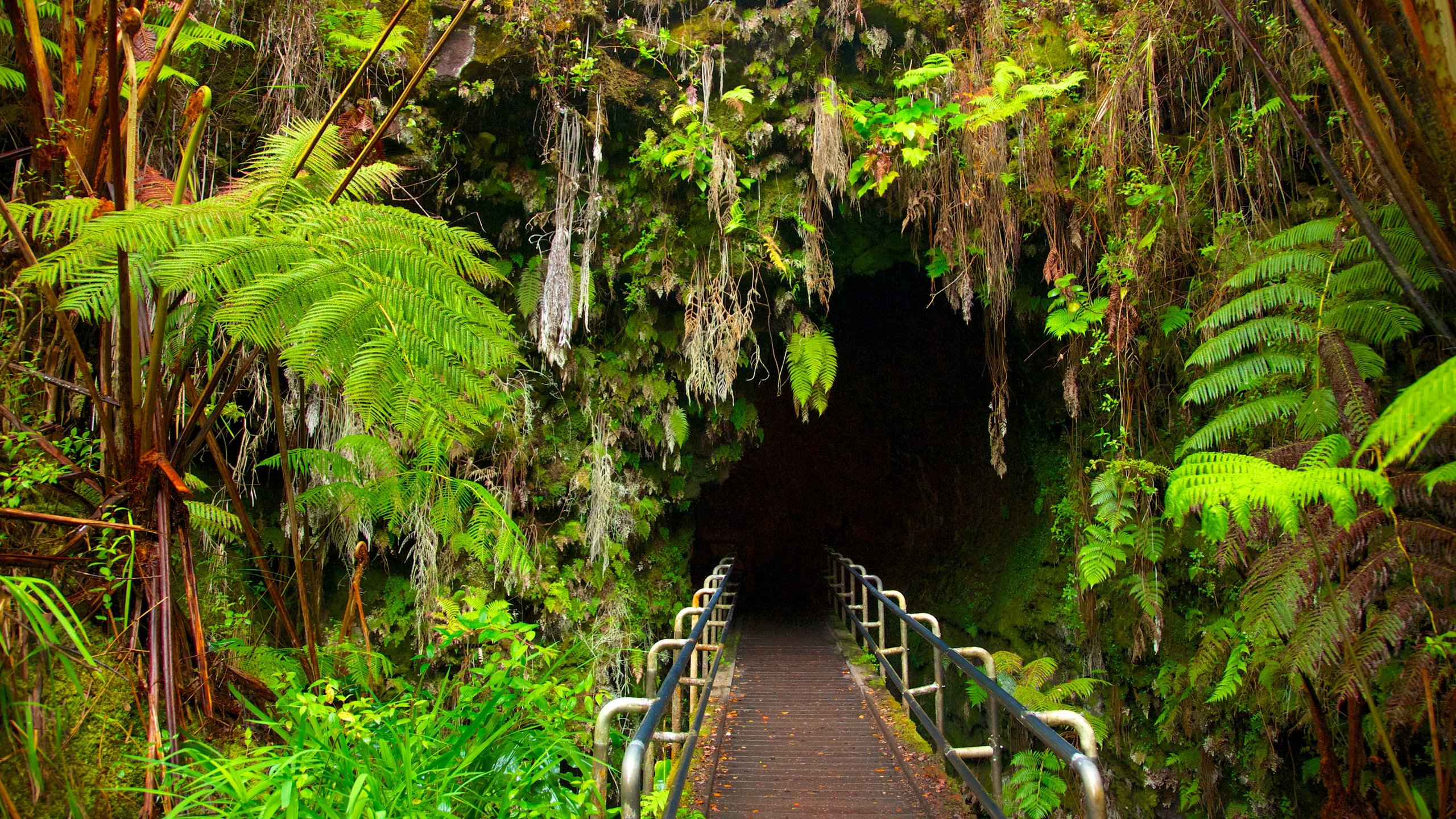 Thurston Lava Tube, Pahoa, Hawaii, United States of America
