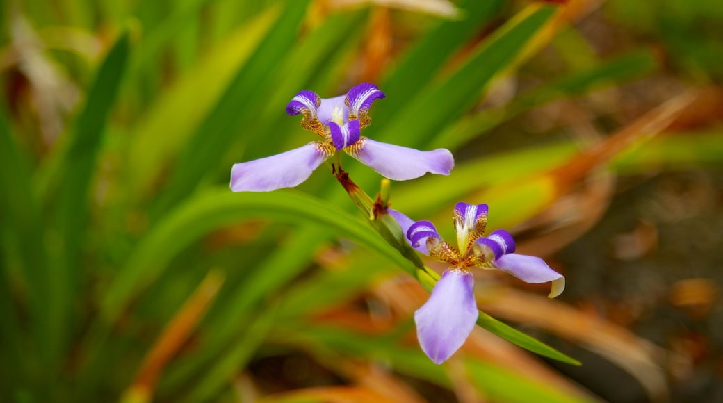 Sadie Seymour Botanical Garden showing flowers, wild flowers and a park