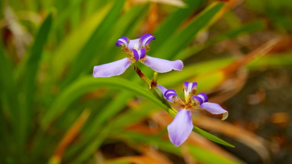 Sadie Seymour Botanical Garden qui includes jardin, fleurs et fleurs sauvages