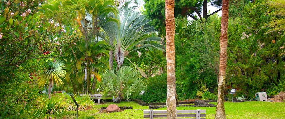 Sadie Seymour Botanical Garden showing tropical scenes and a garden
