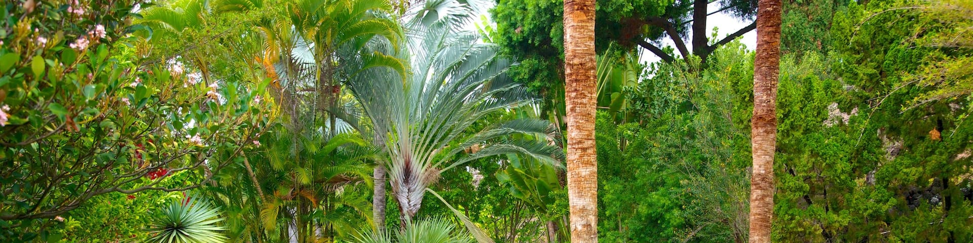 セイディー シーモア植物園 表示 公園 と 常夏の風景