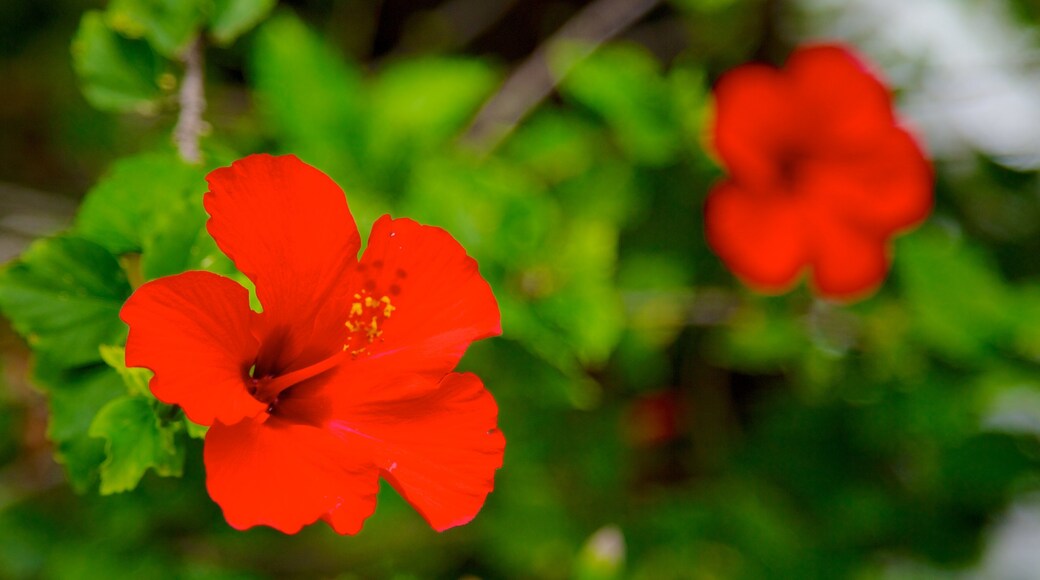 Sadie Seymour Botanical Garden inclusief een tuin, bloemen en wilde bloemen