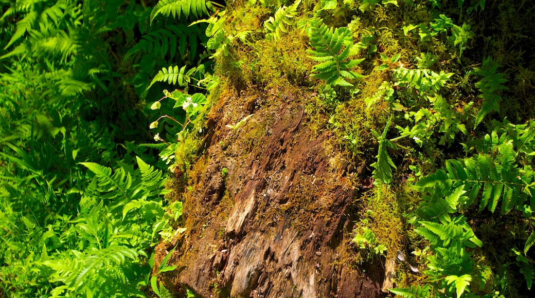 Akaka Falls showing forests