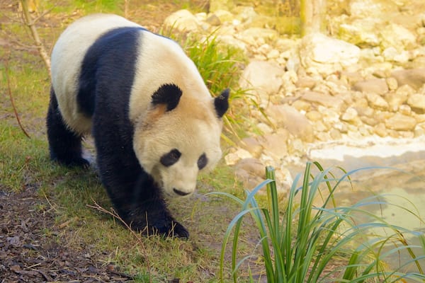 Edinburgh Zoo som inkluderar zoodjur och landdjur