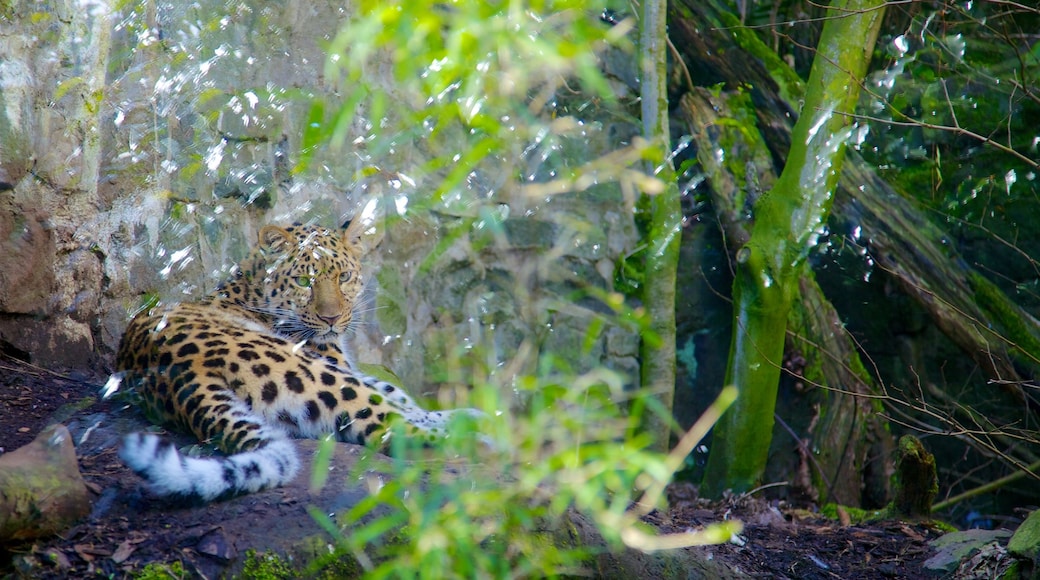 Zoológico de Edimburgo mostrando animales peligrosos, animales del zoo y safari