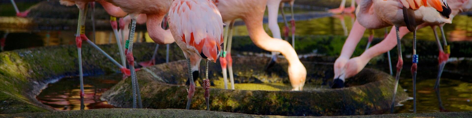 Edinburgh Zoo showing bird life and zoo animals