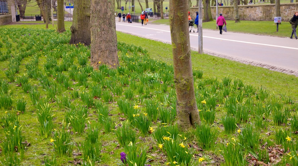 The Meadows showing flowers, street scenes and a park