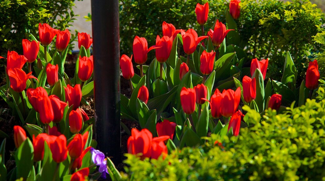 Queen\\\'s Park featuring wildflowers and flowers