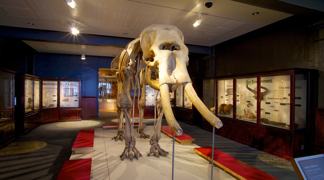 Manchester Museum showing interior views