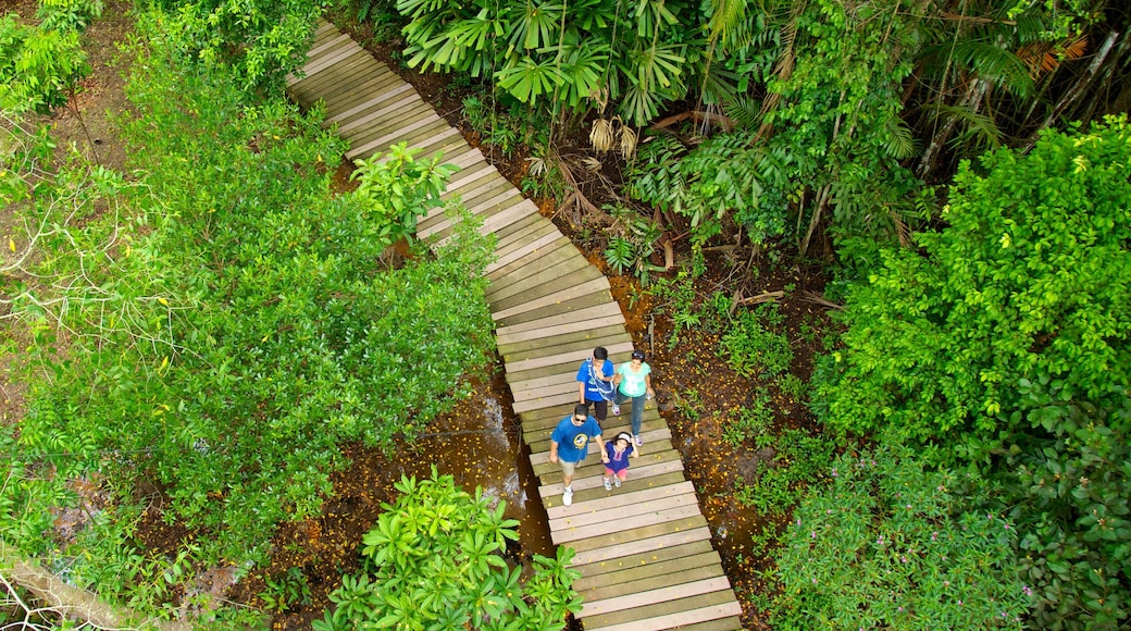 Pulau Ubin which includes rainforest, hiking or walking and tropical scenes