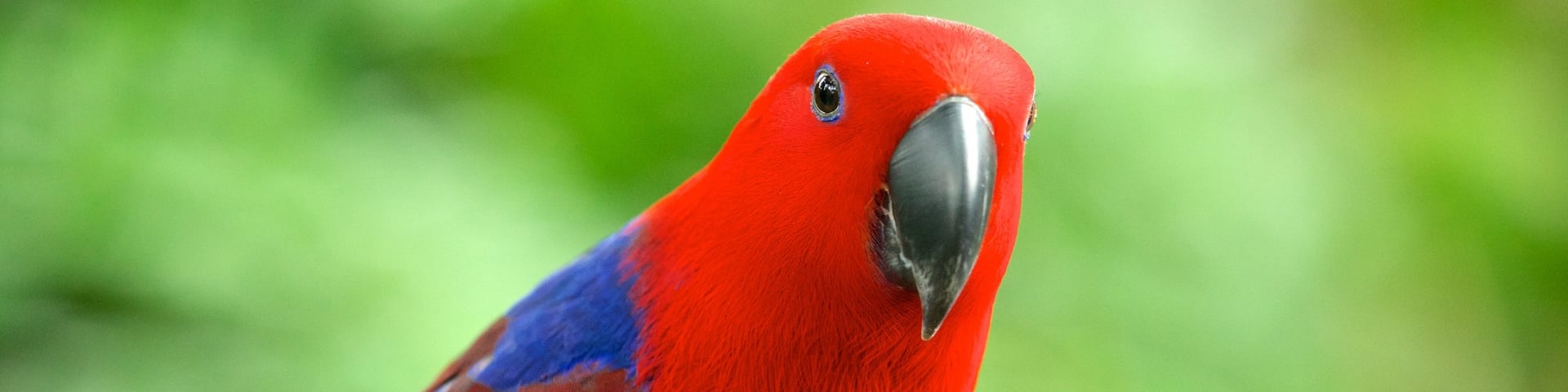 Ile de Sentosa qui includes vie des oiseaux, balades et animaux de zoo