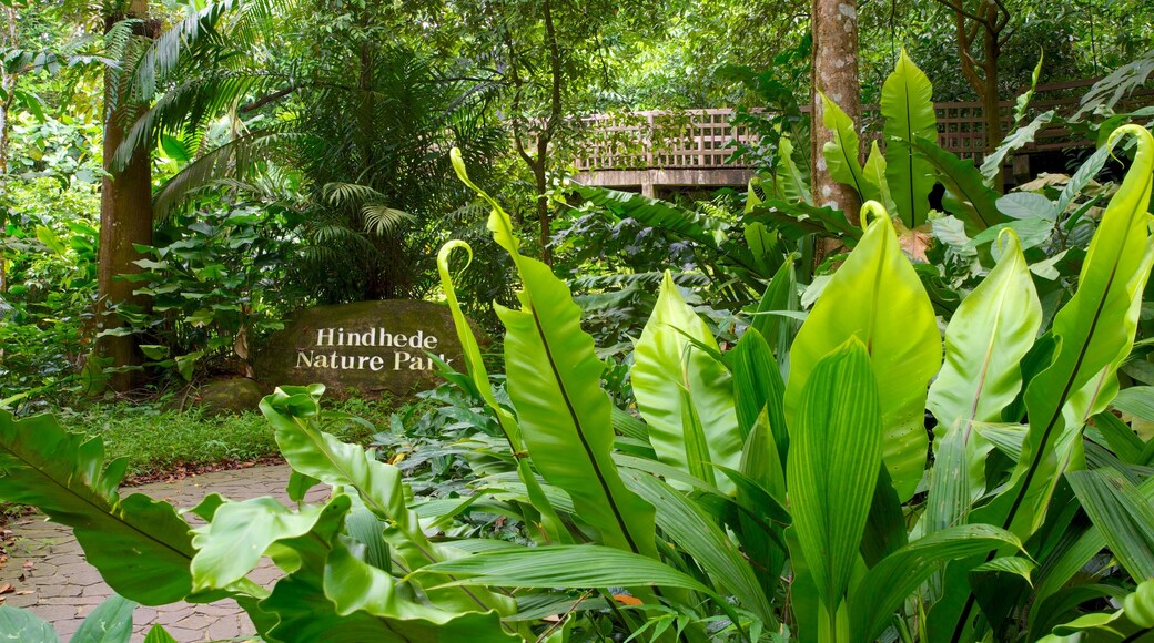 Bukit Timah Nature Reserve featuring rainforest, landscape views and forest scenes