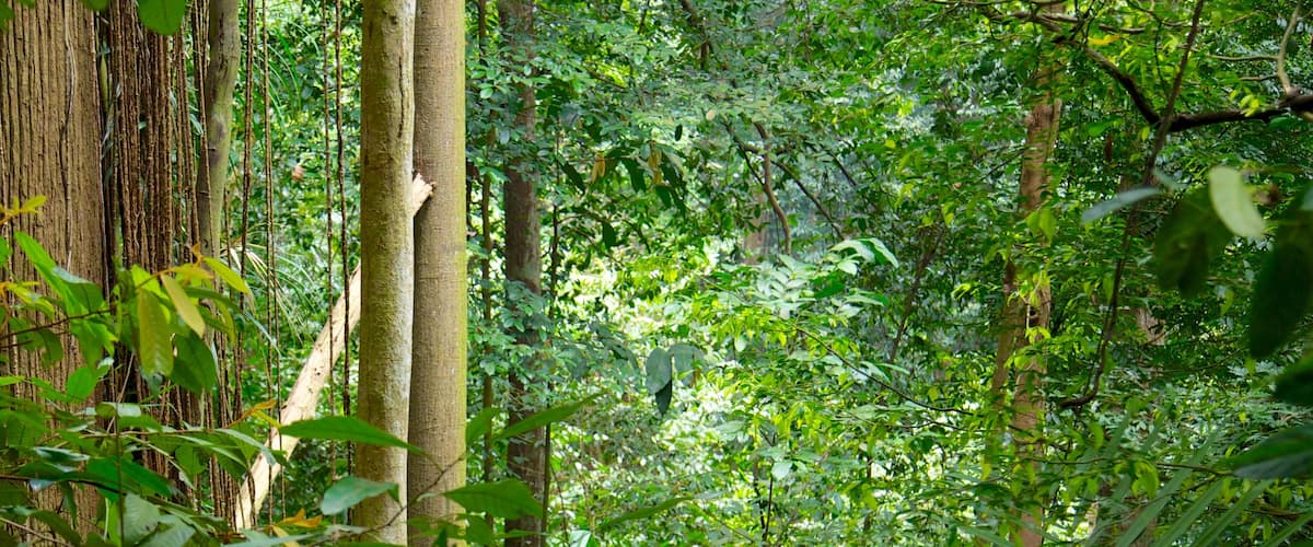 Bukit Timah Nature Reserve which includes rainforest and forest scenes