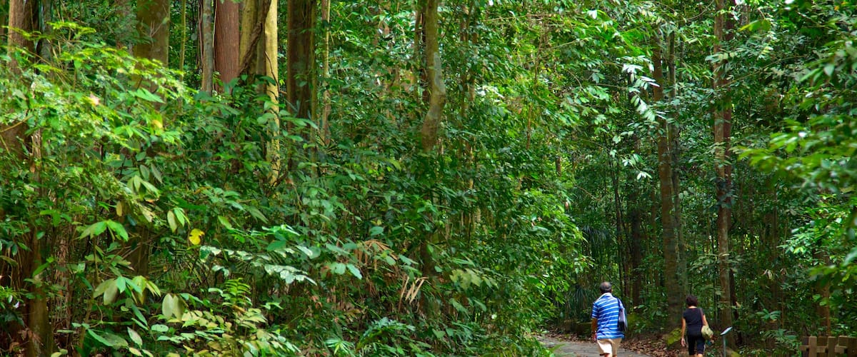 Bukit Timah Nature Reserve featuring forests and hiking or walking as well as a couple
