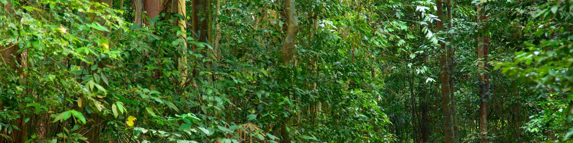 Bukit Timah Nature Reserve which includes hiking or walking and forest scenes as well as a couple