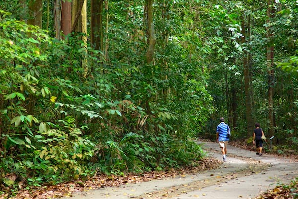 Réserve naturelle de Bukit Timah mettant en vedette randonnée ou marche à pied et scÚnes forestiÚres aussi bien que couple