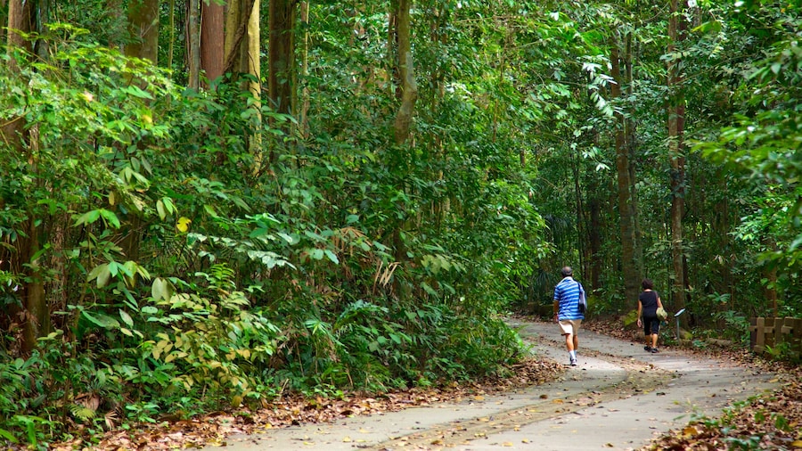 Bukit Timah Nature Reserve which includes hiking or walking and forest scenes as well as a couple