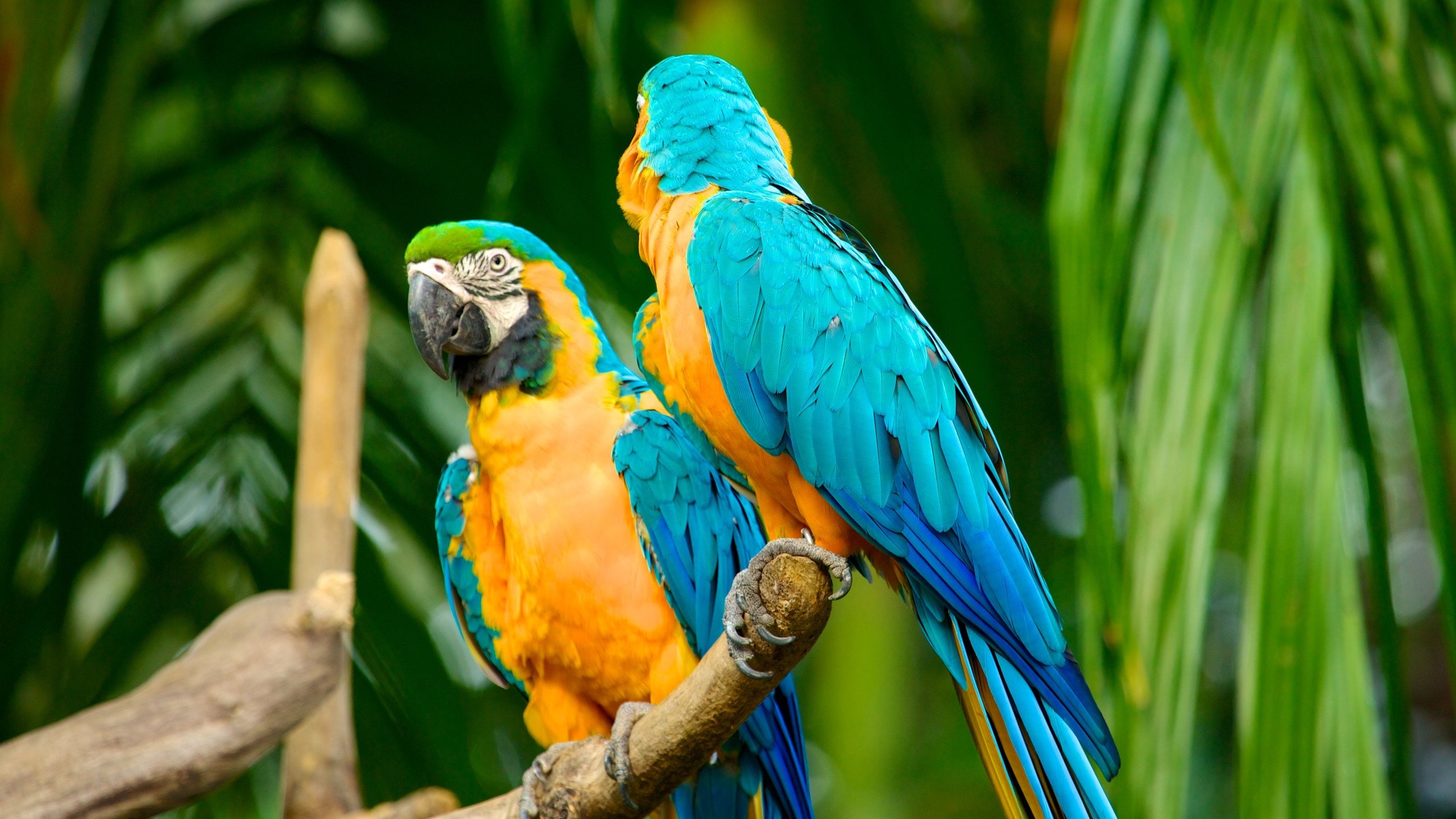 Jurong fuglepark fasiliteter samt fugleliv og dyrehagedyr