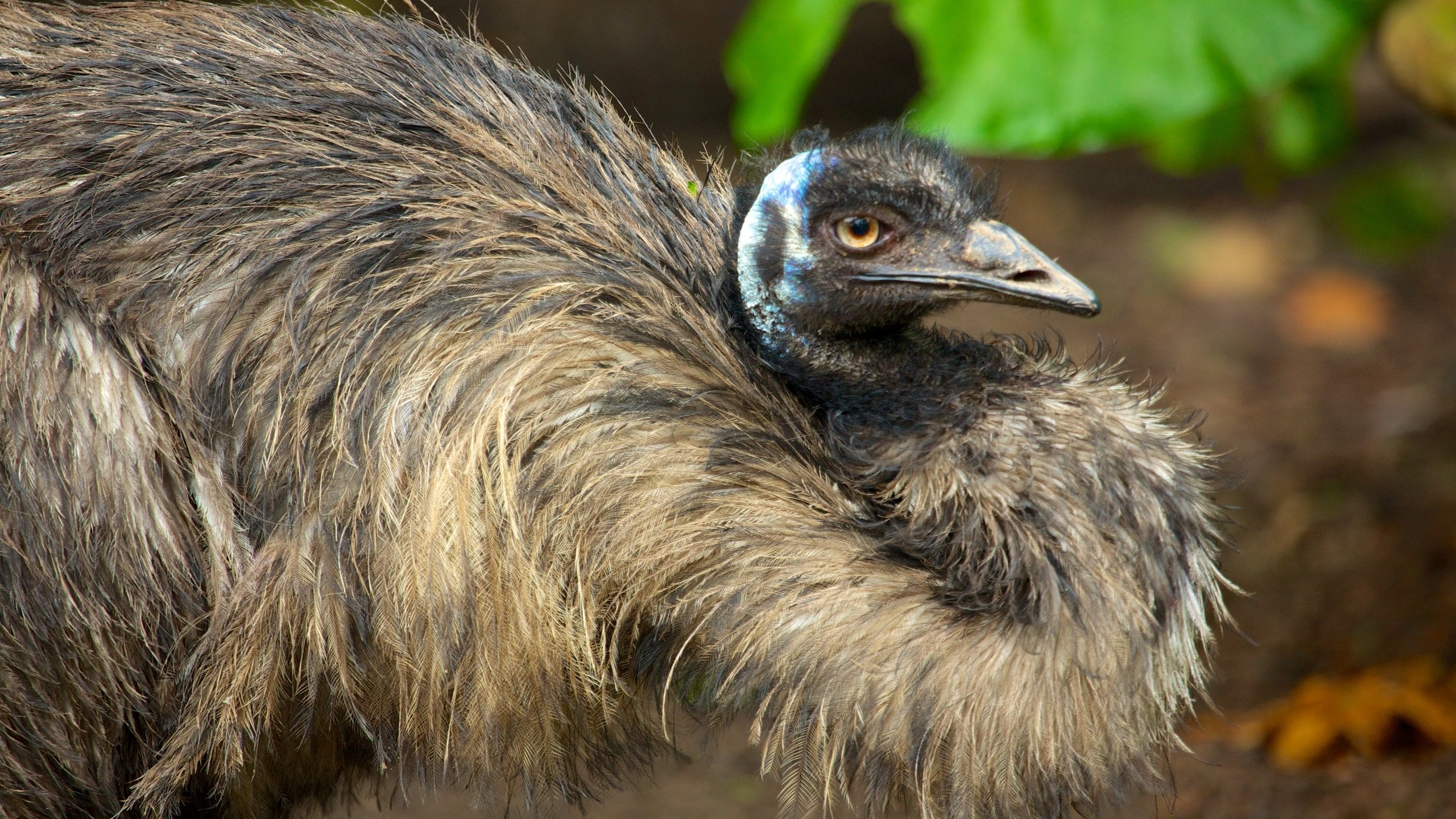 Jurong fuglepark fasiliteter samt fugleliv og dyrehagedyr