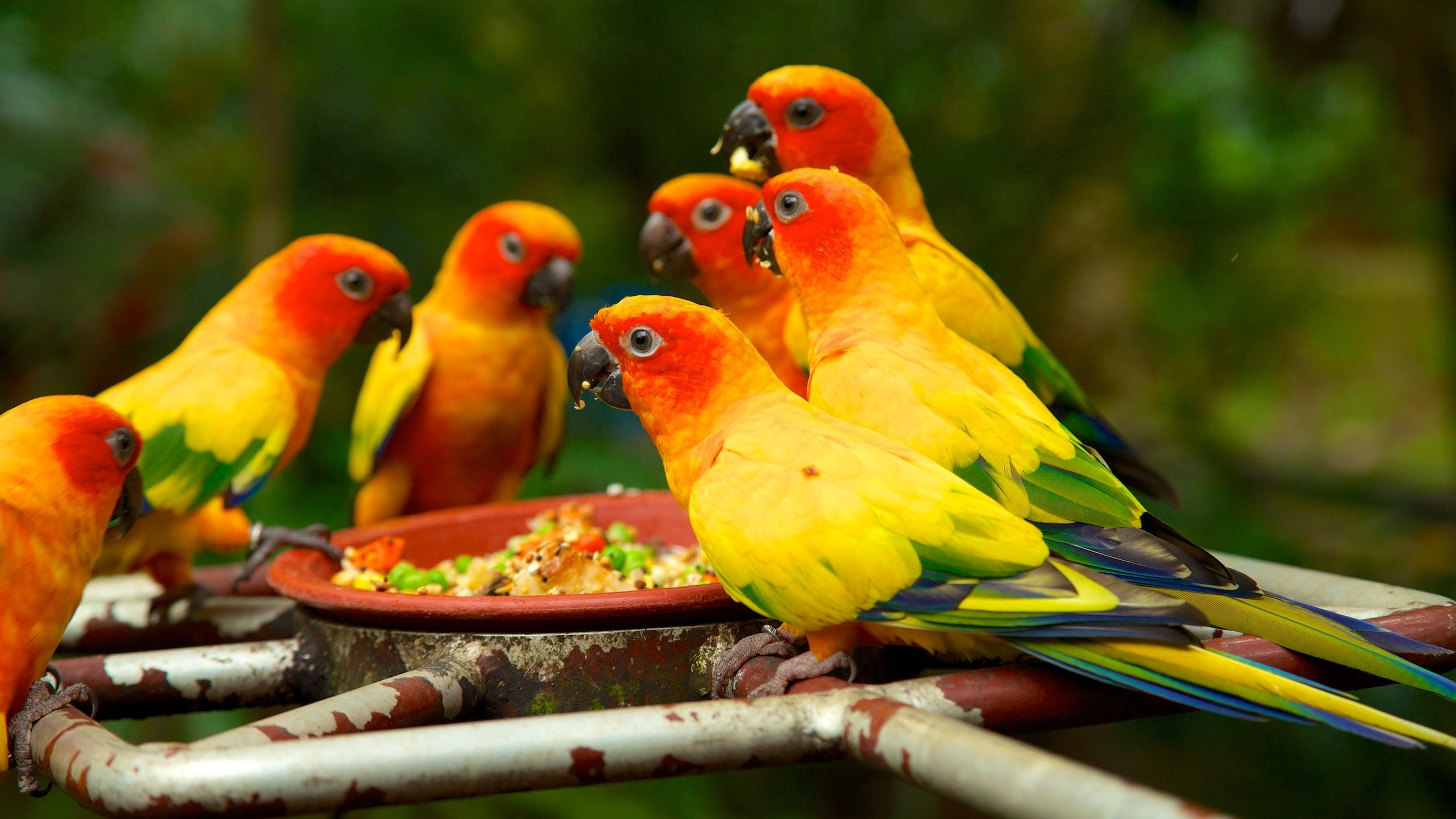 Jurong fuglepark fasiliteter samt dyrehagedyr og fugleliv