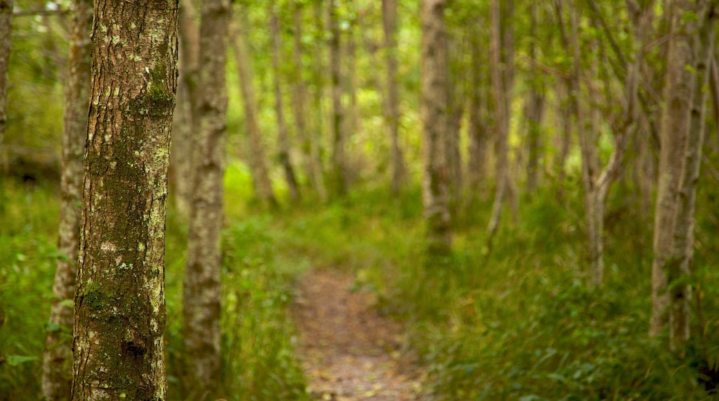 Killarney which includes forests, landscape views and a park
