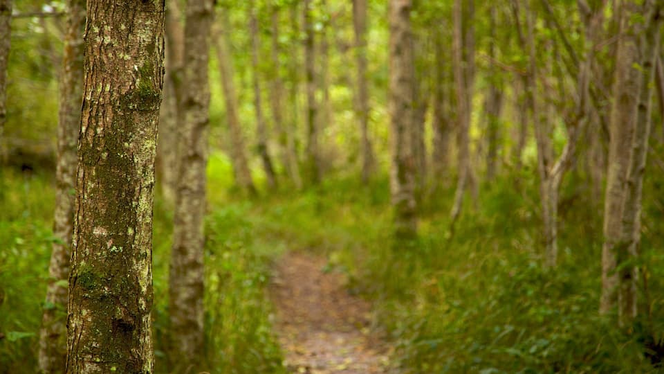 Killarney featuring landscape views, a park and forest scenes