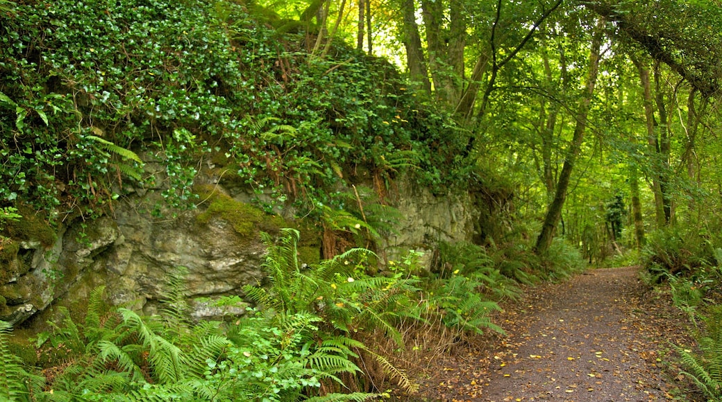 Killarney which includes a park and forest scenes