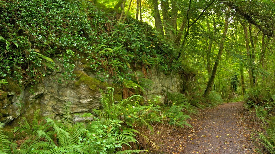 Killarney which includes a garden and forest scenes
