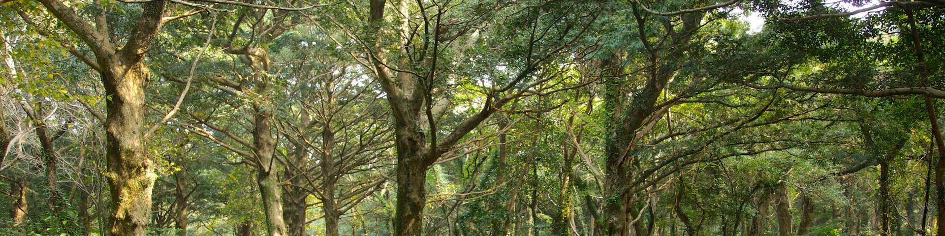Jeju Island featuring forests, a garden and landscape views