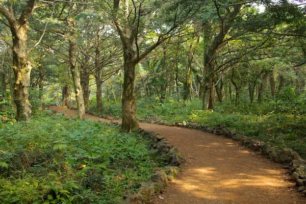 Jeju Island which includes landscape views, forest scenes and a park