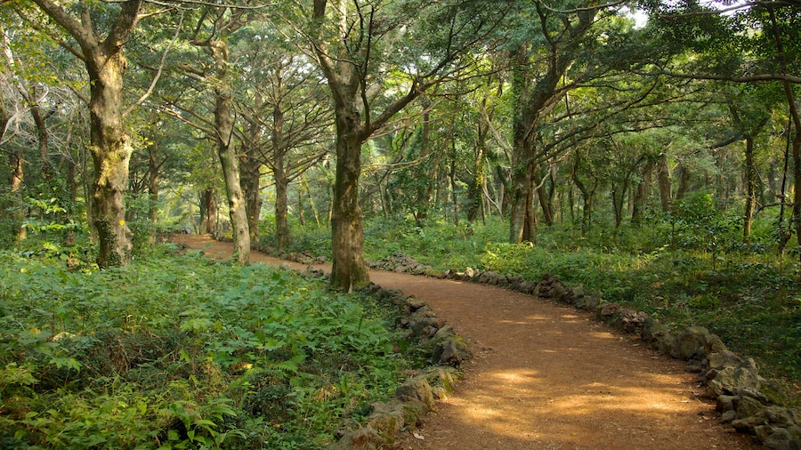 Isla de Jeju mostrando vistas panorámicas, bosques y un parque