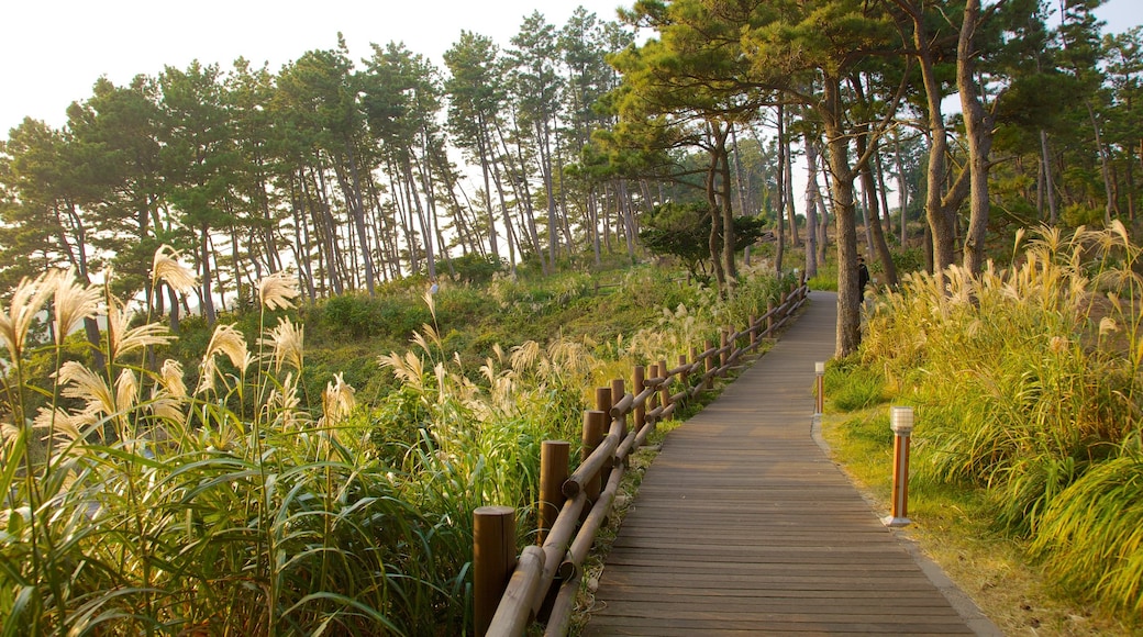 Jeju Island som inkluderar landskap, en trädgård och skogslandskap