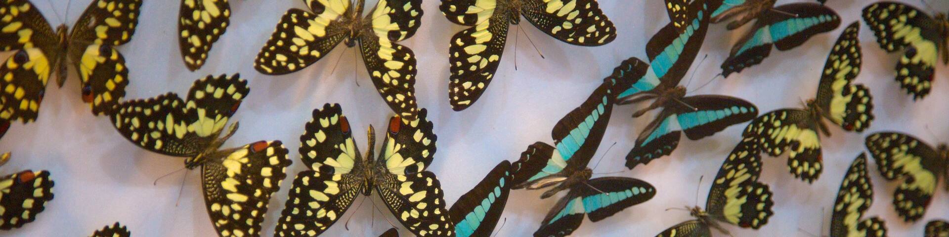 Jeju Island showing interior views