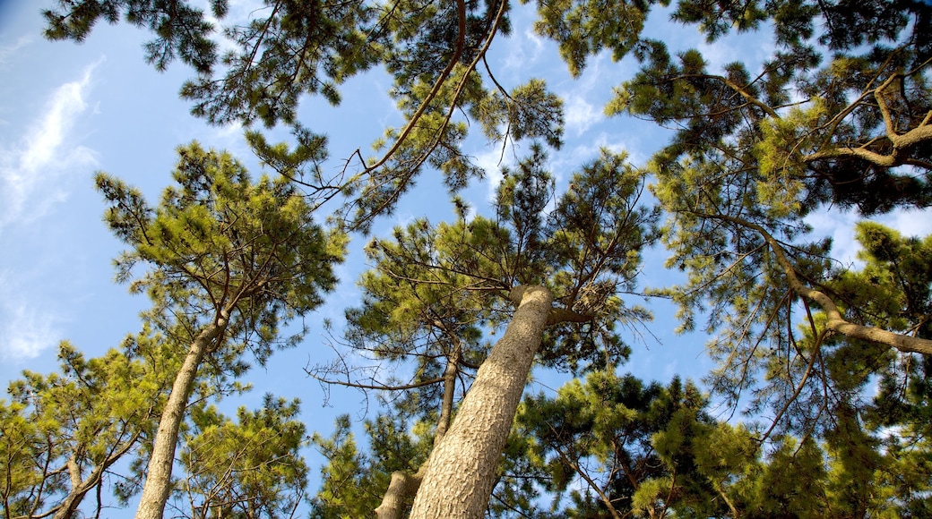 Nurimaru APEC House caratteristiche di foresta