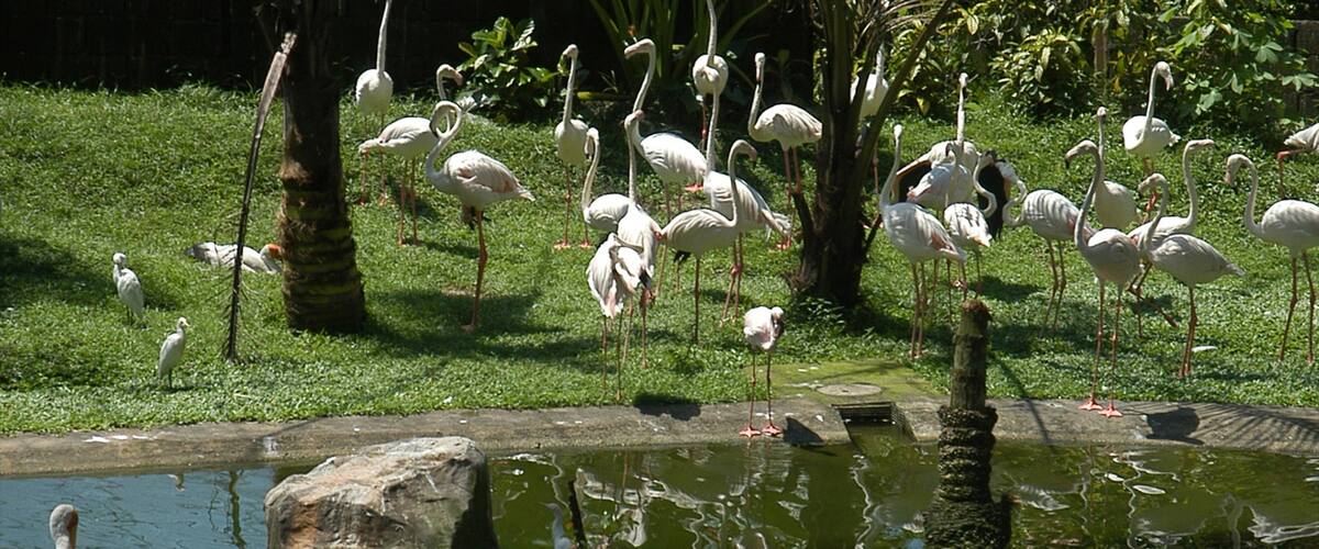 Lake Gardens which includes a lake or waterhole, bird life and a garden