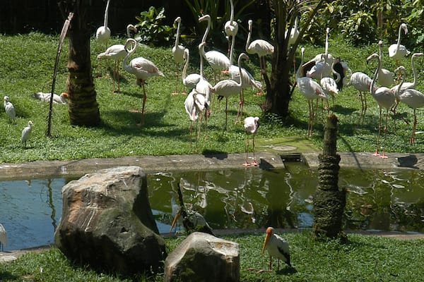 Lake Gardens mettant en vedette scĂšnes tranquilles, mare et jardin