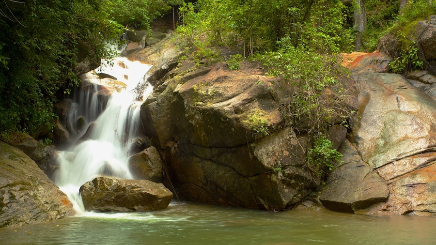 Penang ofreciendo selva, bosques y cataratas