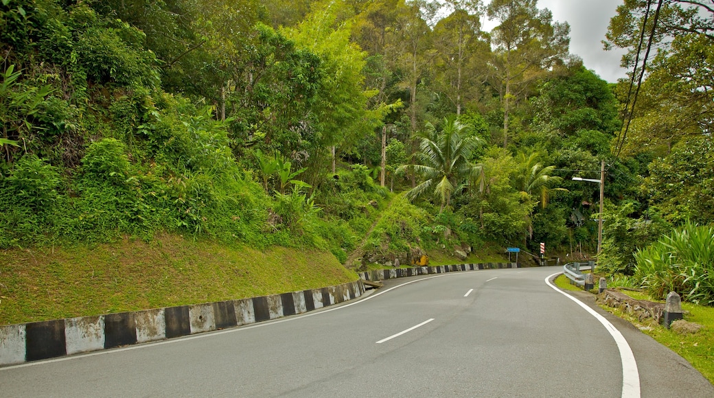 Penang showing tropical scenes and street scenes