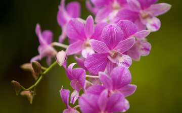 シンガポール植物園 シンガポール エクスペディア シンガポール植物園 シンガポール エクスペディア