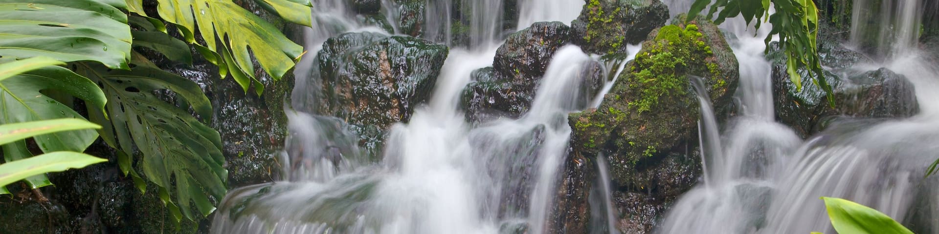Singapore Botanic Gardens showing tropical scenes and a waterfall