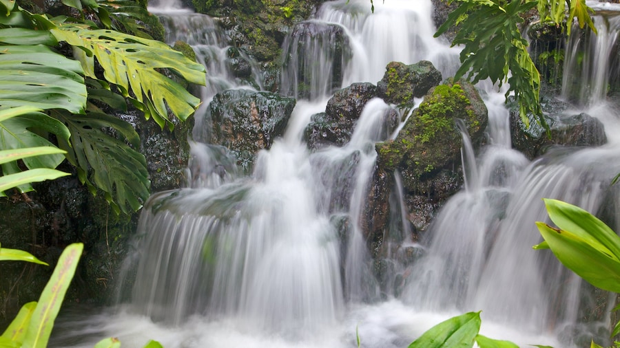 Singapore Botanic Gardens ofreciendo una cascada y escenas tropicales