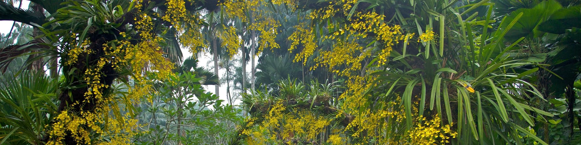 Singapore Botanic Gardens showing a park