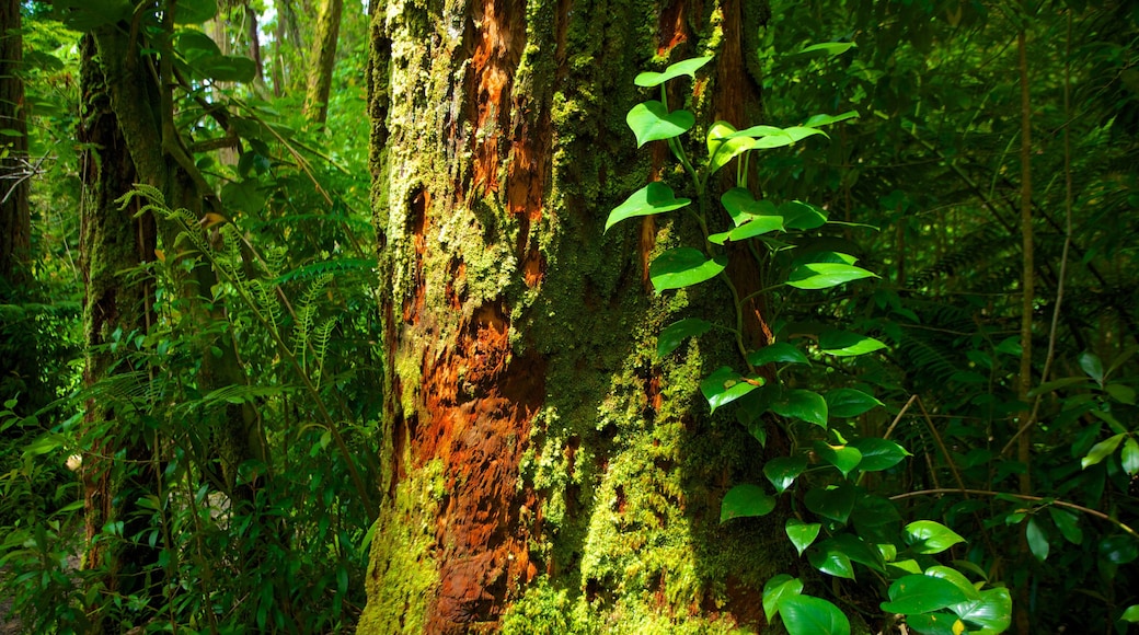 Oahu Island which includes landscape views, rainforest and forests