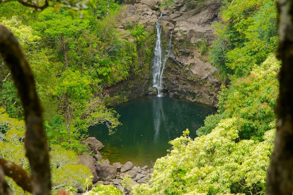Île de Maui mettant en vedette chute d\'eau, forêts et parc