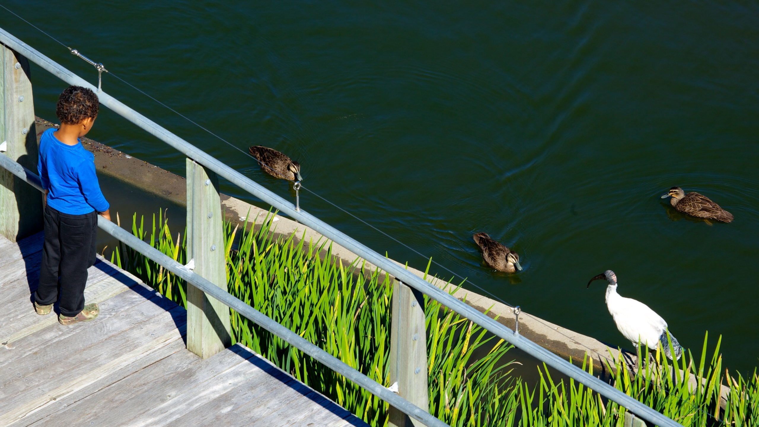 Roma Street Parkland featuring bird life, a pond and a garden