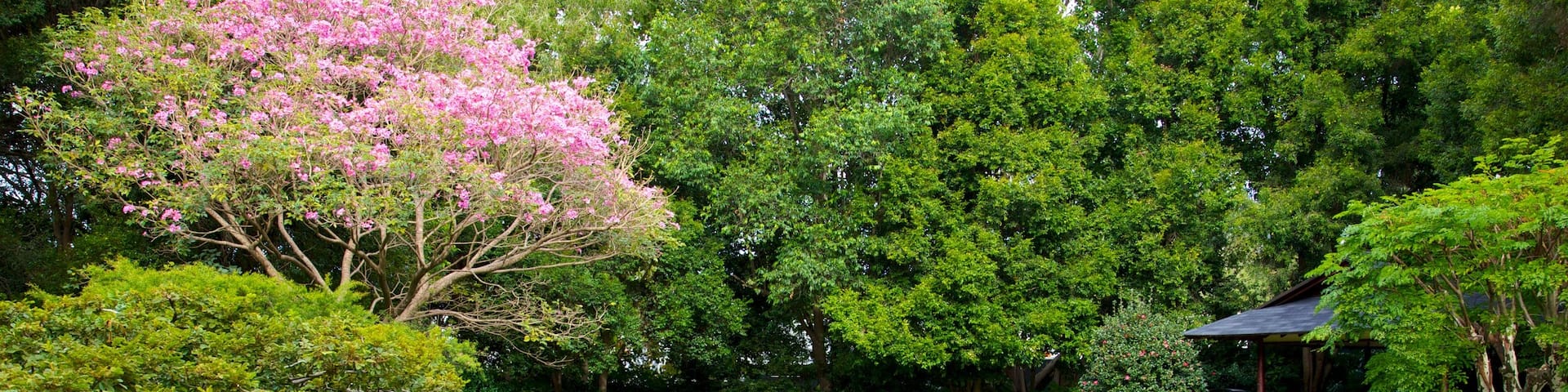 Brisbane Botanic Gardens which includes a pond and a park