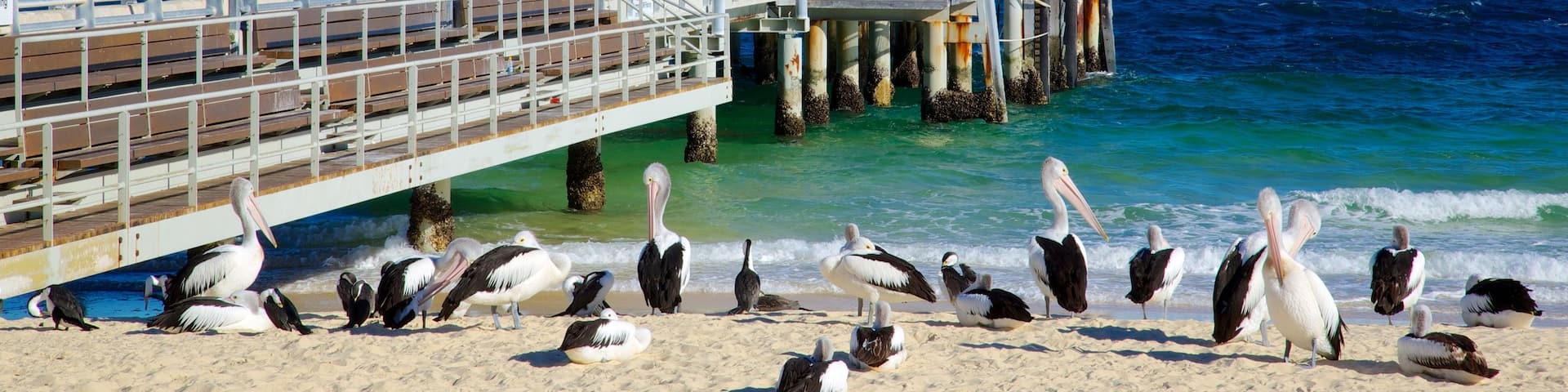 Moreton Island National Park showing bird life, a bay or harbor and a beach